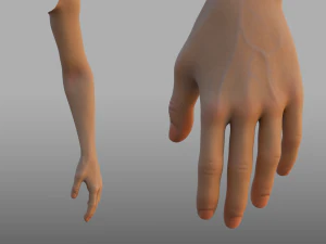 hand anatomy 3D Model