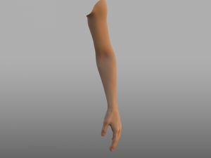 hand anatomy 3D Model