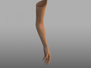 hand anatomy 3D Model