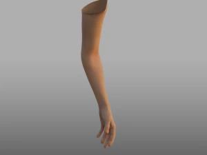 hand anatomy 3D Model