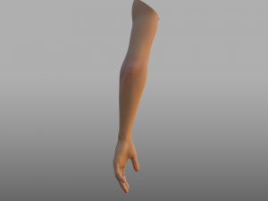 hand anatomy 3D Model