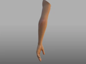 hand anatomy 3D Model