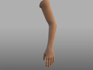 hand anatomy 3D Model