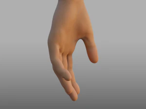 hand anatomy 3D Model