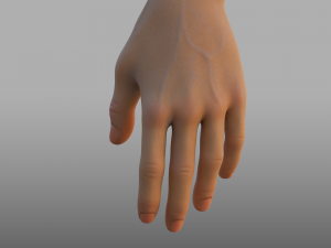 hand anatomy 3D Model