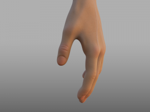 hand anatomy 3D Model