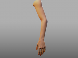 hand anatomy 3D Model
