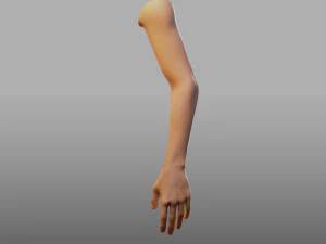 hand anatomy 3D Model
