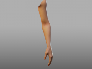 hand anatomy 3D Model