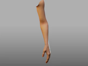 hand anatomy 3D Model