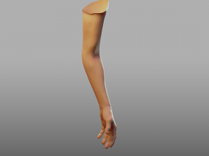 hand anatomy 3D Model