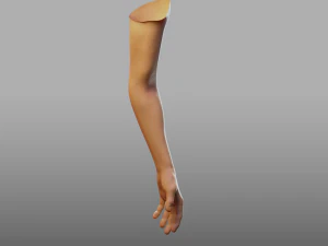 hand anatomy 3D Model