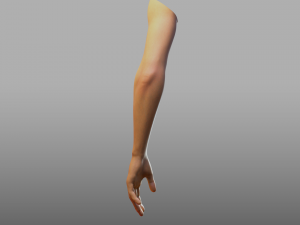 hand anatomy 3D Model