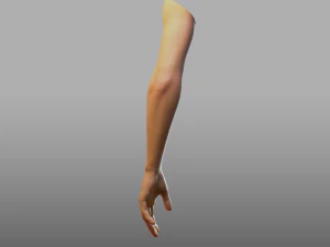 hand anatomy 3D Model
