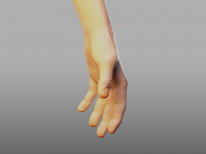 hand anatomy 3D Model