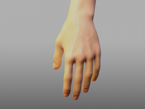 hand anatomy 3D Model