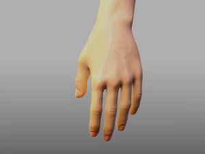 hand anatomy 3D Model