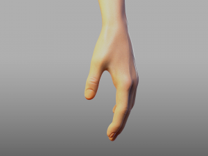 hand anatomy 3D Model