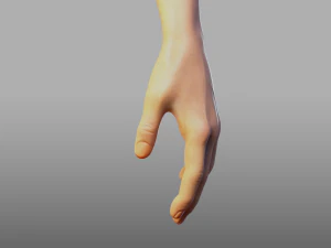 hand anatomy 3D Model