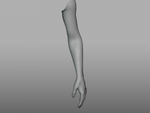 hand anatomy 3D Model
