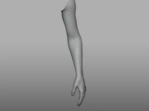 hand anatomy 3D Model