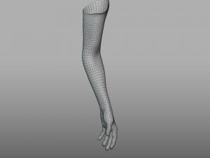 hand anatomy 3D Model