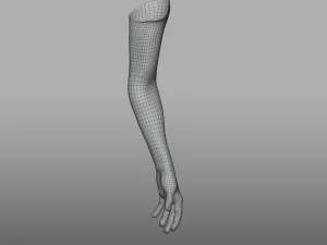 hand anatomy 3D Model