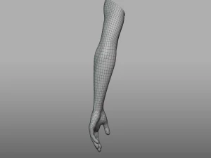 hand anatomy 3D Model