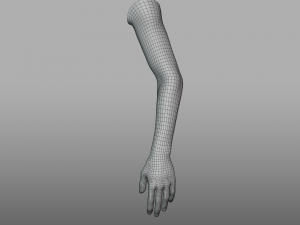hand anatomy 3D Model