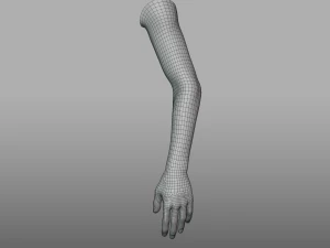 hand anatomy 3D Model