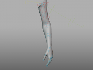 hand anatomy 3D Model