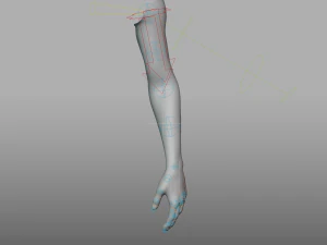 hand anatomy 3D Model