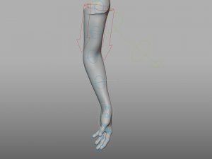 hand anatomy 3D Model