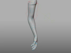 hand anatomy 3D Model