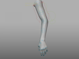 hand anatomy 3D Model