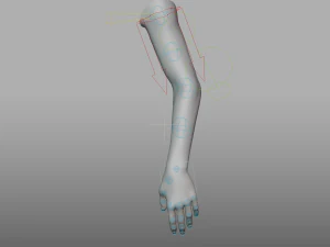 hand anatomy 3D Model