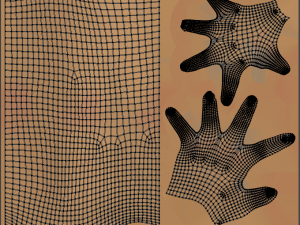 hand anatomy 3D Model