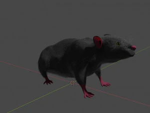 ratto Modello 3D