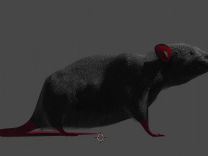 rat 3D Modell