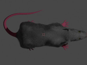 rat 3D Modell