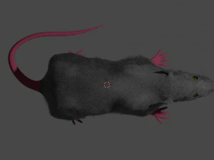 rat 3D Model