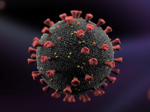 Coronavirus 3D Model