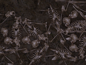 SKELETON 3D MODELS - AR - VR - GAME READY Modelo 3D