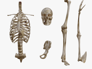 SKELETON 3D MODELS - AR - VR - GAME READY 3D Model