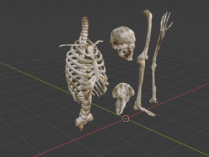 SKELETON 3D MODELS - AR - VR - GAME READY 3D Model