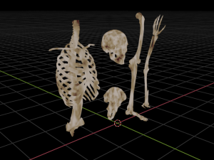 SKELETON 3D MODELS - AR - VR - GAME READY 3D Model