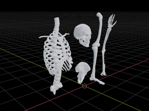 SKELETON 3D MODELS - AR - VR - GAME READY 3D Model