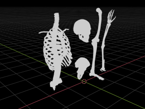 SKELETON 3D MODELS - AR - VR - GAME READY 3D Model