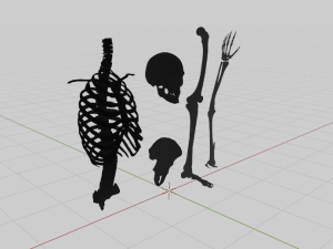 SKELETON 3D MODELS - AR - VR - GAME READY 3D Model