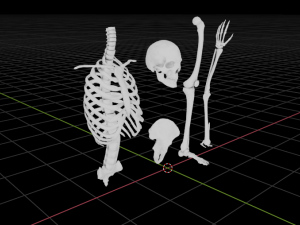 SKELETON 3D MODELS - AR - VR - GAME READY 3D Model